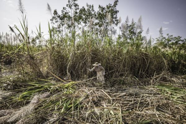 Photograph Gary Latham  Sugar Cane Harvest Burma on One Eyeland